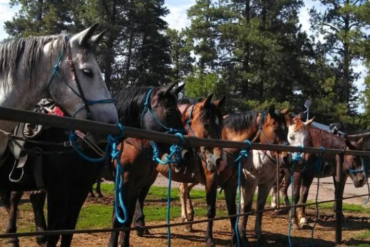 group of horses