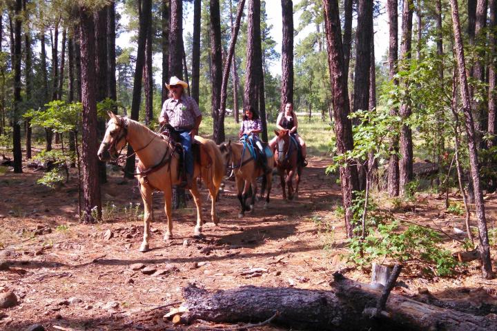 group of people riding horses in a forest