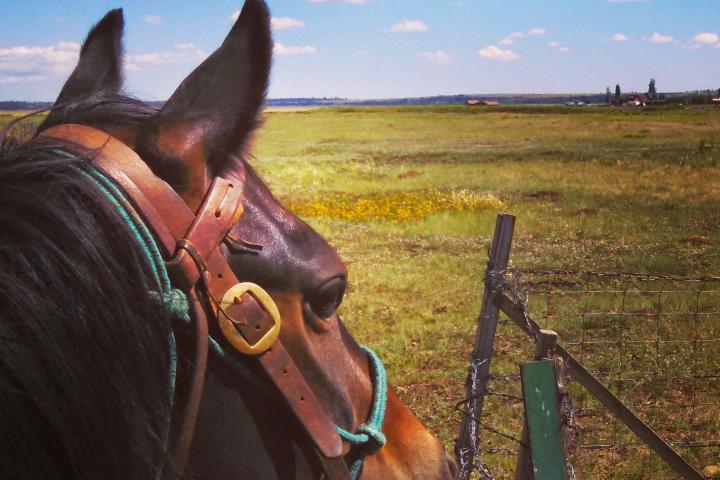 a brown horse in a field